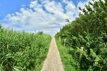 Ścieżka i schody wśród drzew i krzewów w słoneczny dzień.