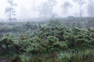 Fototapeta na wymiar Moorlandschaft im Nebel, Norwegen