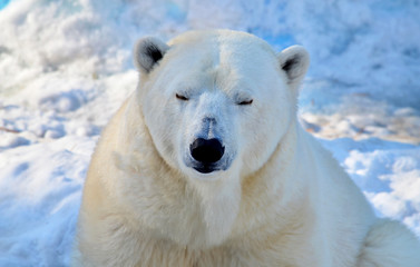 Fototapeta na wymiar polar bear in snow