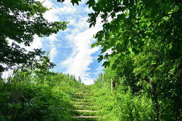 Fototapeta premium Ścieżka i schody wśród drzew i krzewów w słoneczny dzień.