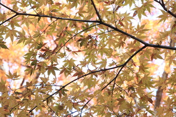Autumnal landscape of Suizawa maple valley in the Mie Prefecture of Japan