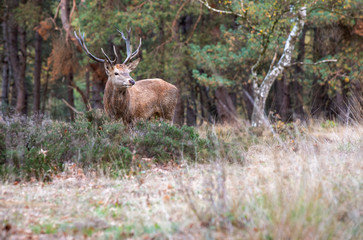 Naklejka na ściany i meble deer in the forest NP Hoge Veluwe 