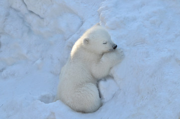polar bear in snow