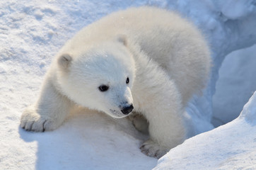 polar bear