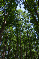 Obraz premium メタセコイヤの木３