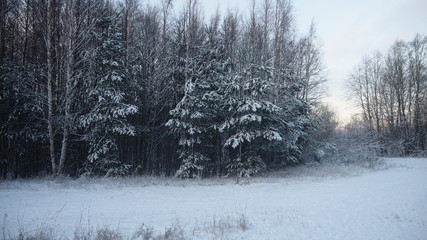 winter landscape with trees