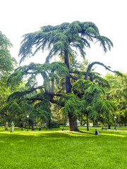 Baum im Park, Zeder, Italien, Emilia-Romagna, Reggio nell Emilia