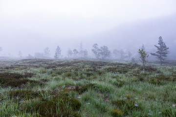 Moorlandschaft im Nebel, Norwegen