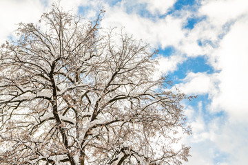Fototapeta premium Big wide tree crown branches covered with snow with blue sky and bright shining sun on background. Winter nature scene. Good clear weather forecast