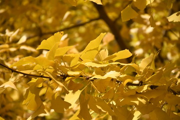 イチョウの木