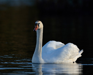 Fototapeta premium Mute Swan - Cygnus olor, Crete