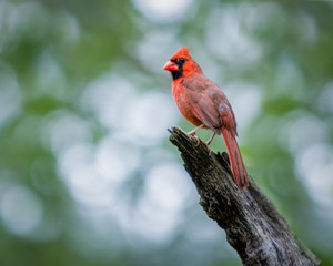 Northern Cardinal