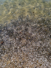 White-gray pebbles turning into Golden sand Shine through the clear water