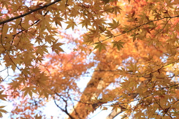Autumnal landscape of Suizawa maple valley in the Mie Prefecture of Japan