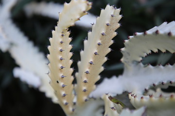 Beauty Yellow Cactus Plant