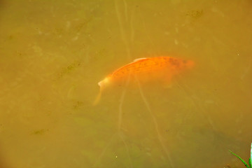 Trout swimming in public park lake.