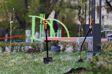 Subbotnik. A shovel is stuck in the ground against the background of fresh planting of seedlings of trees in a green park.