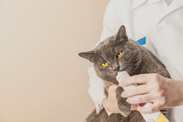 Adorable gray cat is getting medicine from veterinarian hand. Professional vet providing animal...