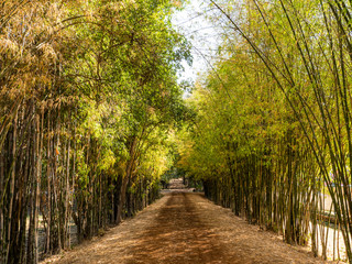 a beautiful bamboo tree in Asia
