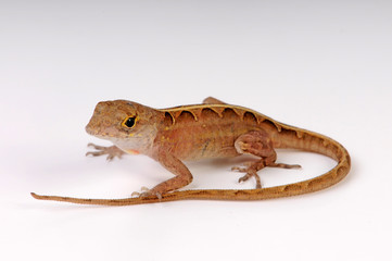 junger Bahamaanolis (Norops sagrei / Anolis sagrei) - Brown anole, Bahaman anole 