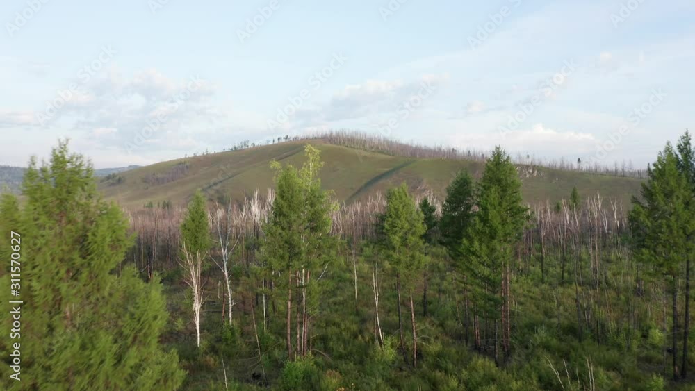 Canvas Prints Flying low in siberian taiga with swamps, dead trees, green bushes and hills. Morning nature landscape in Zabaykalsky Krai, Far East, Russia