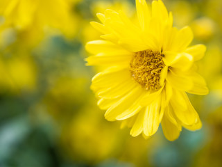 a beautiful chrysanthemum in the garden