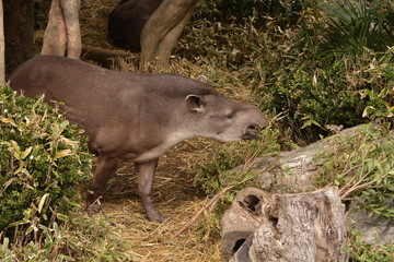 上野動物園でお食事中のアメリカバク