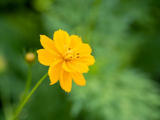 Fototapeta premium a beautiful cosmos in the morning