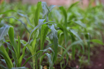 Beautiful Wheat plants with dew