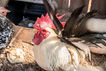 This breed of rooster has the longest tail.