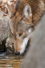 Red Wolf Drinking