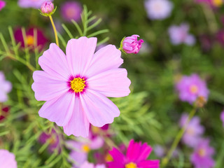 a beautiful flower in the morning