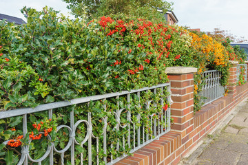 Gartenmauer mit farbenfrohen Beeren an der Buschhecke