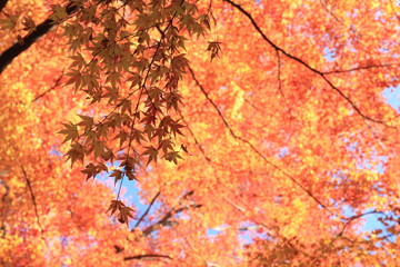 Autumnal landscape of Suizawa maple valley in the Mie Prefecture of Japan