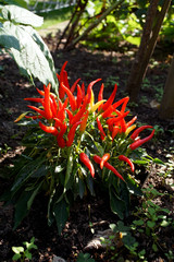 ripe peperoni peppers in the garden on a sunny day