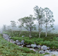 Moorlandschaft im Nebel, Norwegen