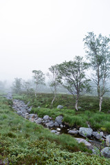 Fototapeta premium Moorlandschaft im Nebel, Norwegen