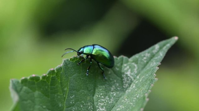 beetle on leaf