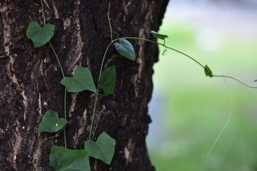 Forest flowers. Flora green plants
