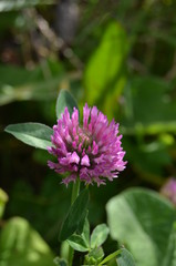 pink flower in the garden