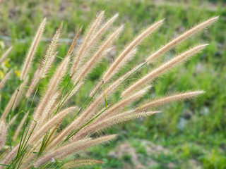 a beautiful grass flower in the day