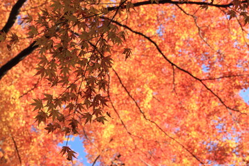 Autumnal landscape of Suizawa maple valley in the Mie Prefecture of Japan