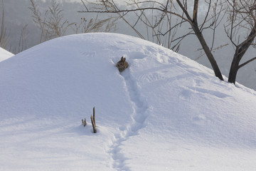 trail wild brown little hare in the snow