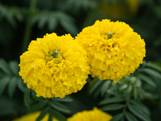 a beautiful marigolds in the garden