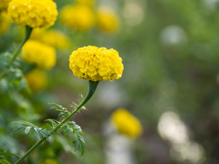 a beautiful marigolds in the garden