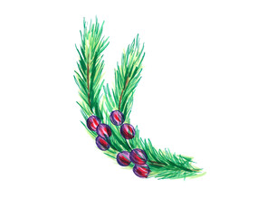 Designer illustration of green spruce branch and red-purple berries. Hand-drawn with markers and a pen. Isolated