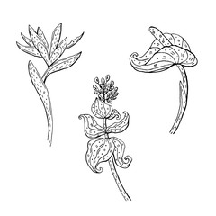 Flowers vector doodle clipart. Tropical, exotic flower. Sticker, icon, decoration.