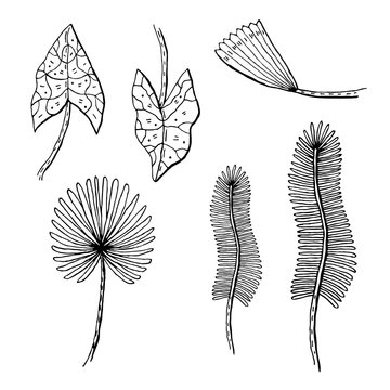 Plant leaves vector doodle clipart. Tropical, exotic plant. Sticker, icon, decoration.