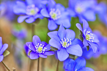 Geissorhiza bloomed flower. Spring