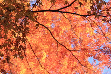 Autumnal landscape of Suizawa maple valley in the Mie Prefecture of Japan